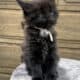 Black European Maine Coon Kitten