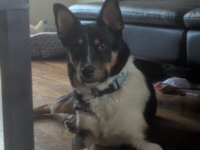 Oscar (comes with everything needed)