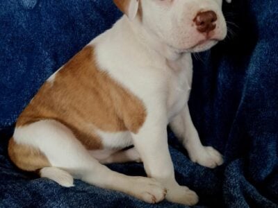 Husky Australian Shepard Pitbull Mix Puppies