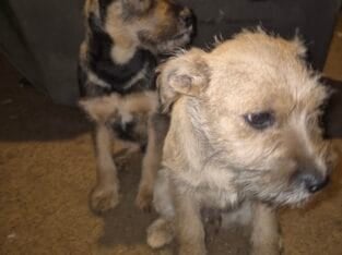 LOOK — ONLY 2 LEFT! Unique Boxer/Terrier Mix Puppi