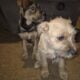 LOOK — ONLY 2 LEFT! Unique Boxer/Terrier Mix Puppi