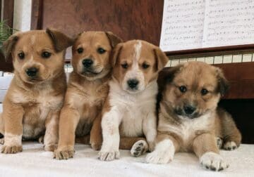 Red Heeler Mix Puppies