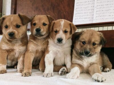 Red Heeler Mix Puppies