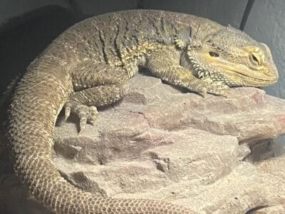 Bearded dragon