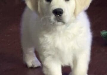 AKC English Cream Golden Retriever Puppy