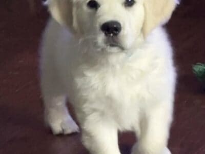 AKC English Cream Golden Retriever Puppy