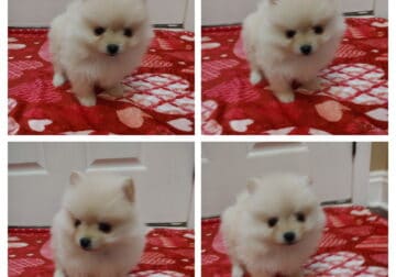 CKC Pomeranian puppies
