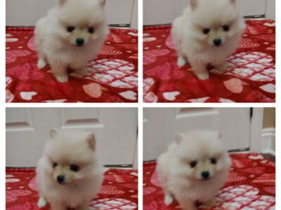 CKC Pomeranian puppies