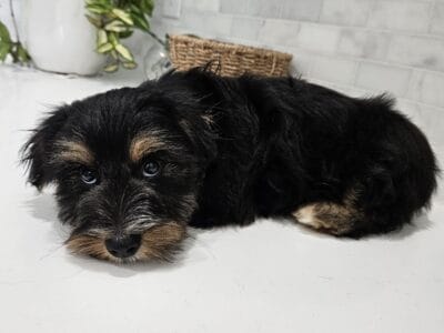 MALE YORKIPOO PUPPY FOR SALE!!!!!! Coco