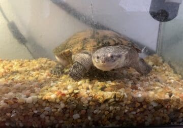 Turtle