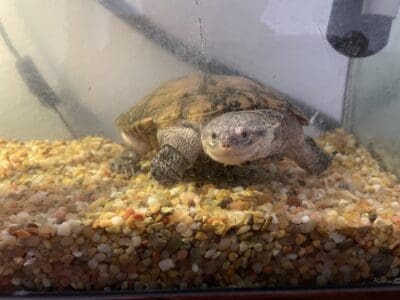 Turtle