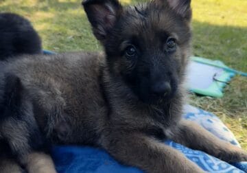 GS puppies for sale