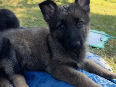 GS puppies for sale