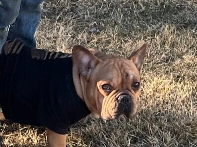 french bulldog