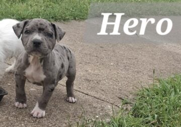 American bully male available!!