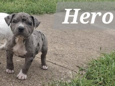American bully male available!!