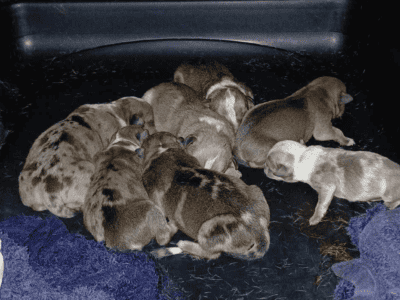 Pocket/micro bully pups