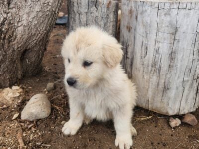 Great Pyrenees puppies