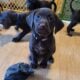 Gsp/chocolate lab puppies