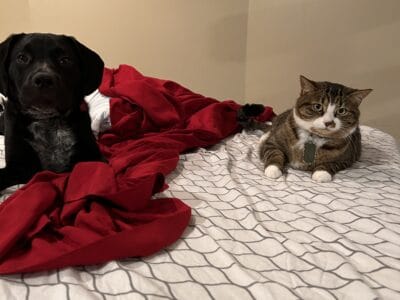 Forever home for MILO