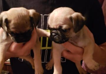 Female pug puppies