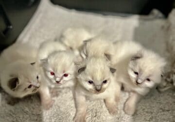 Ragdoll kitten litter
