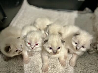 Ragdoll kitten litter