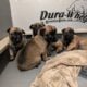 Sweet Malinois puppies