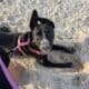 Great mid sized 10 mth old Dog