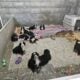 Bernese Mountain dogs