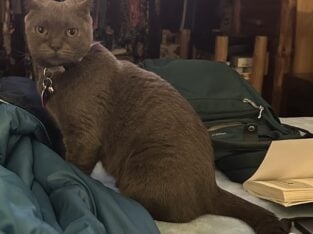 Beautiful Russian Blue in Alaska