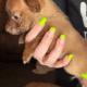 Beautiful Pom-Chi Puppies
