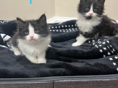 Kittens