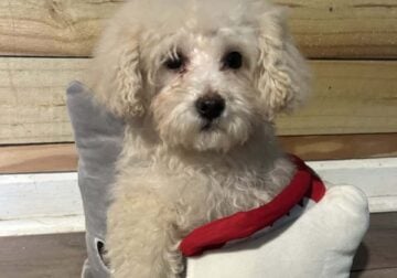 Maltipoo male