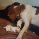 Brittany Spaniel Puppies