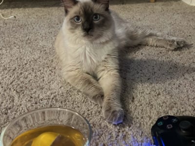 Sweet Ragdoll Cat Looking for a Loving Home