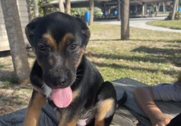 German shepherd