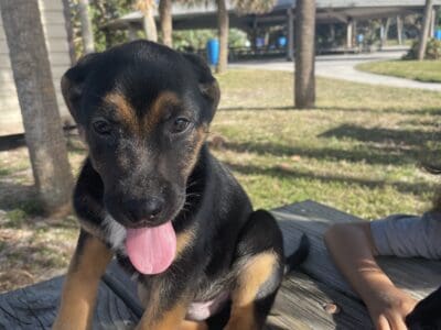 German shepherd
