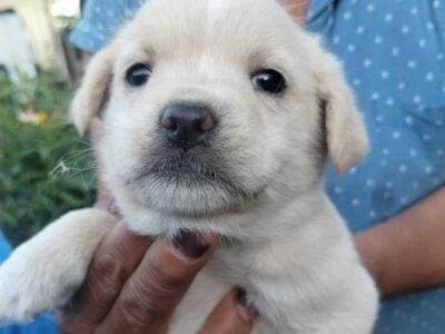 Chihuahua mix puppies $200