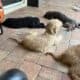 Labradoodle/Goldendoodle- Double Doodle puppies