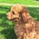 F1b Mini (micro) Goldendoodle