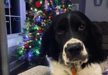 Loving English Springer up for adoption