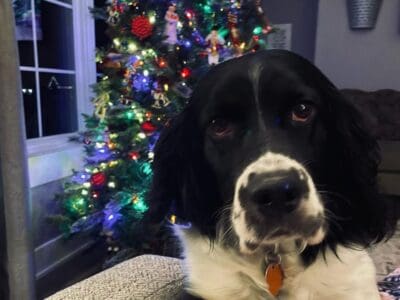 Loving English Springer up for adoption