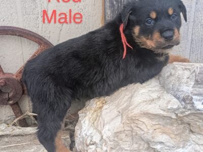 German Rottweiler puppies