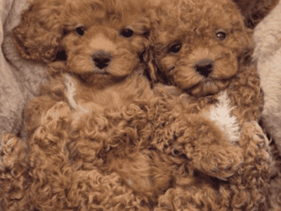 toy cavoodle
