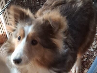 Sheltie puppies