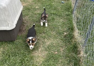 American corgi tricolor males