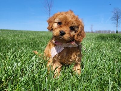 Cavapoo Girls
