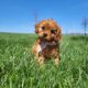 Cavapoo Girls