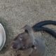 Looking to re-home two blue nose pit puppies